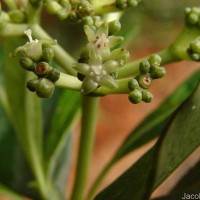 Psychotria gardneri Hook.f.